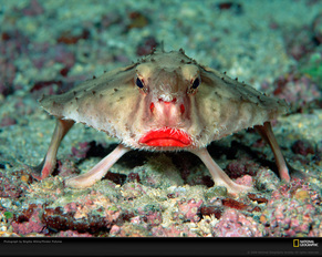 Red-lipped Batfish, Ikan Berwajah Seperti Bencong dan Tidak Bisa Berenang