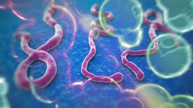 Virus Ebola dan Penyebarannya