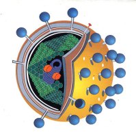 Misteri Dibalik Asal Usul Virus HIV
