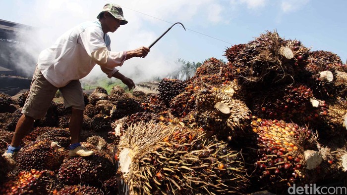 Eropa Blokir Produk Sawit Hingga Kopi, RI Siapkan Langkah Penolakan