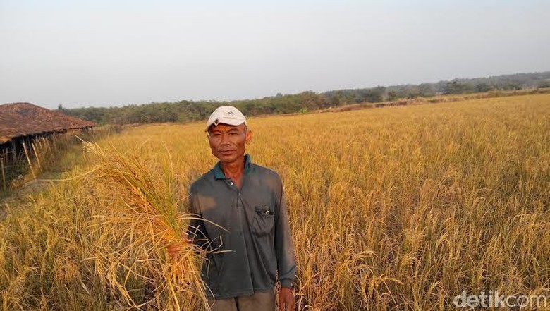 Faktor-Faktor Penyebab Golput Pilkada Serentak, Ada yang Begini Gan?