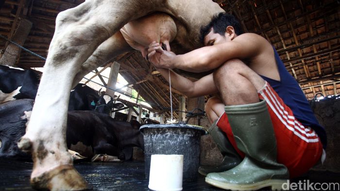 industri-tak-wajib-beli-susu-lokal-peternak-ancam-ganti-presiden