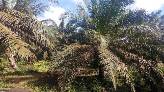 18-juta-ha-kebun-sawit-di-riau-ilegal-negara-rugi-rp-34-triliun