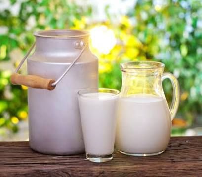 Susu Unta Disebutkan dalam Hadits, Benarkah Bisa Jadi Obat?