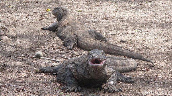 Pulau Komodo Di Tutup!. Ini Penjelasan Bapak Jokowi.
