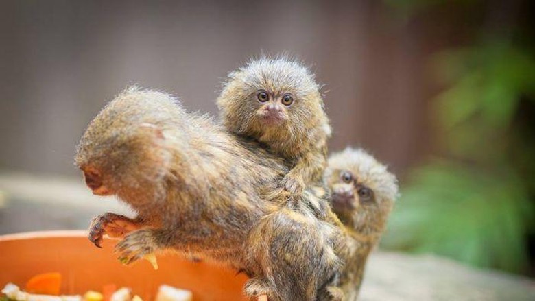 tiga-kera-langka-pygmy-marmoset-dicuri-dari-taman-margasatwa-di-sydney