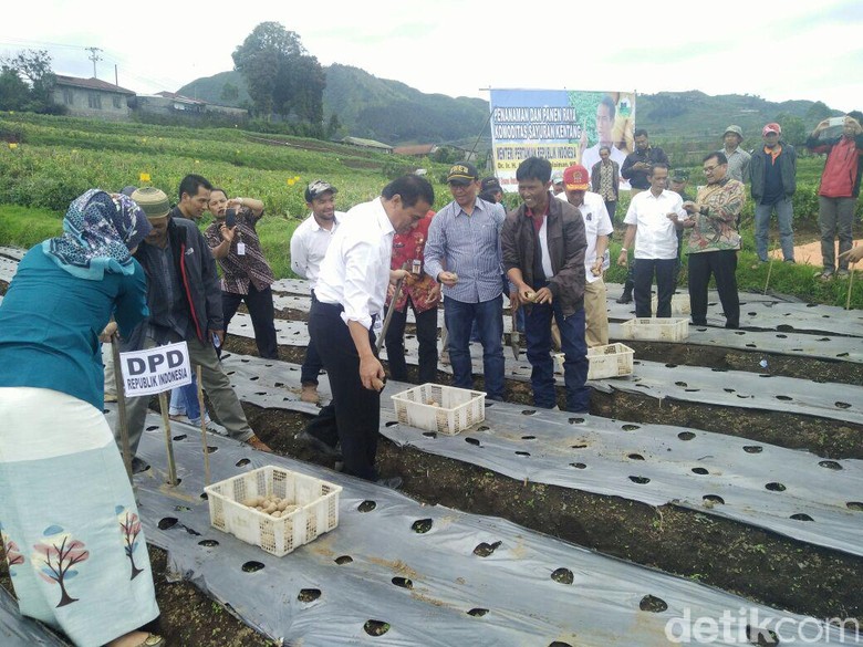 Kasihan Petani Dieng, Saat Panen Harga Kentang Dihargai Rp 3.000/Kg