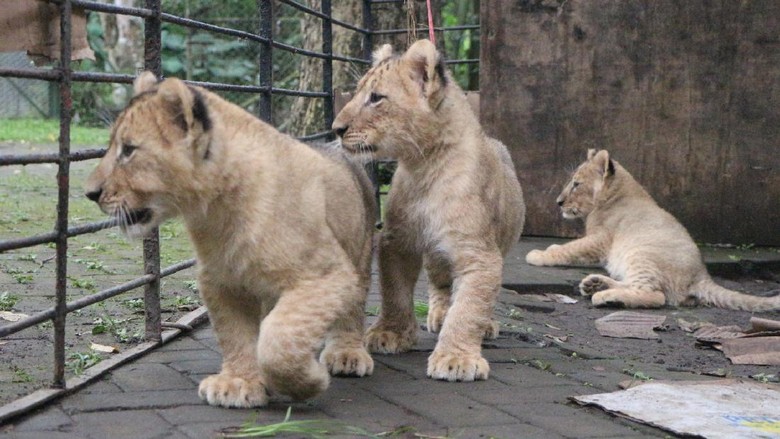Seorang Bocah TK Diterkam Harimau di Museum Satwa Jatim Park II
