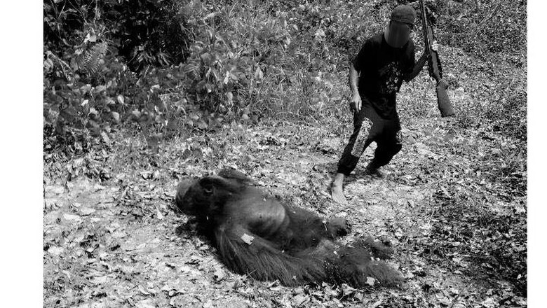 Cara COP Dokumentasikan Pemutilasi Orangutan