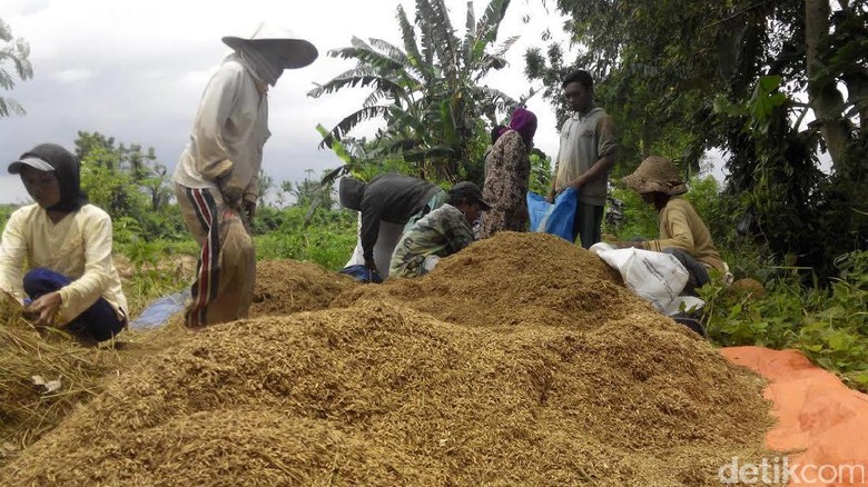 Beras Petani Penerima Subsidi Dijual dengan Harga Tinggi, Boleh?