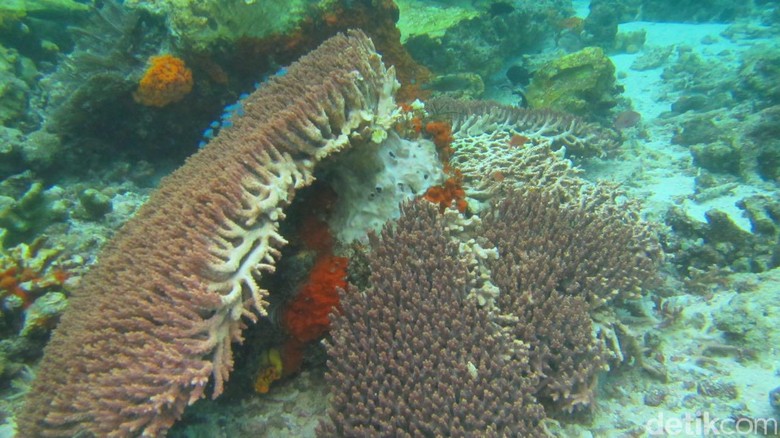 SEDIH!!! Begini Penampakan Karang Raja Ampat Yang Dirusak Kapal Pesiar Inggris