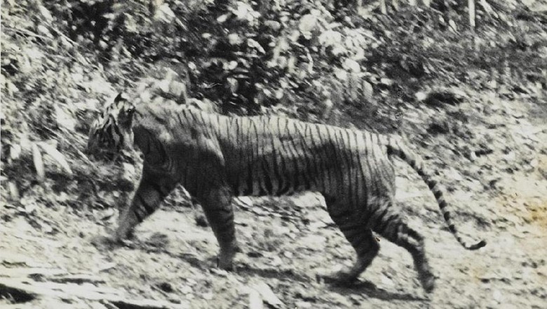 klhk-duga-harimau-jawa-hidup-berkelompok-di-rimba-ujung-kulon
