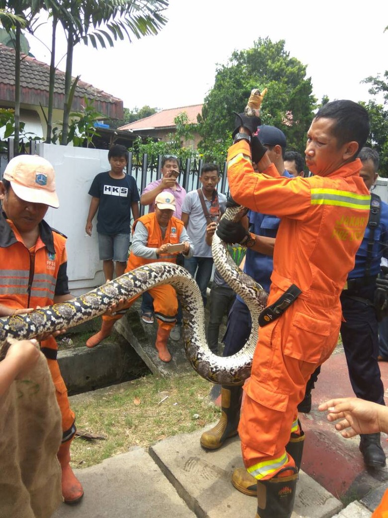 munculnya-ular-piton-di-jakarta-dipicu-kenaikan-populasi-tikus
