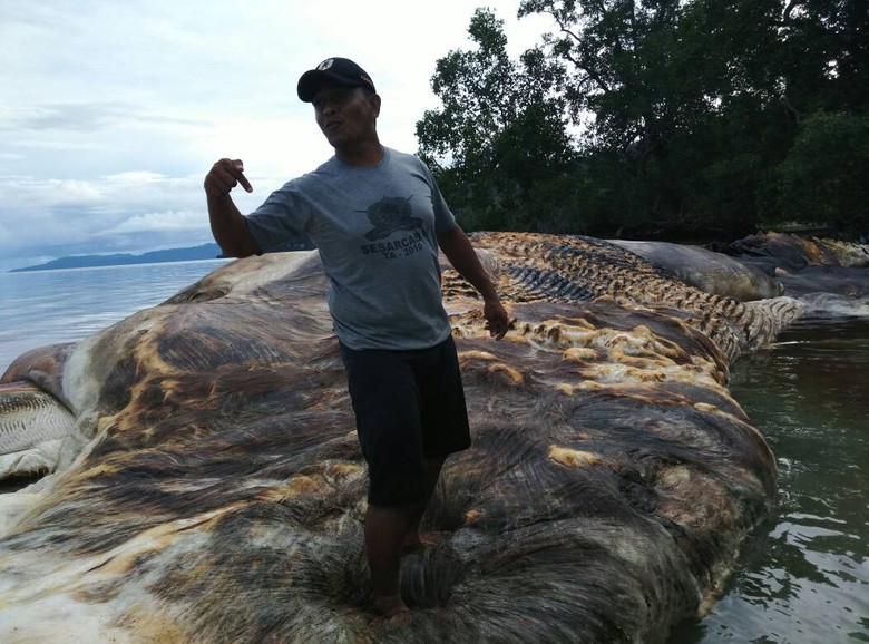 HEWAN RAKSASA diduga CUMI-CUMI Ditemukan Mati di MALUKU - INDONESIA 