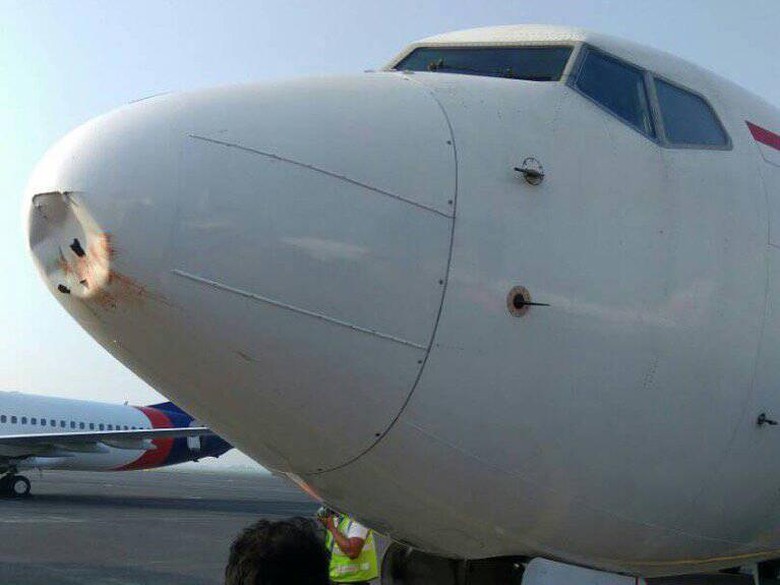 Pesawat Lion Air Tabrak Burung Kuntul di Surabaya, Moncong Penyok