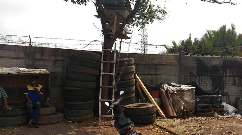 Serangan Monyet di Cilincing, Bisri Digigit Saat Tidur di Truk