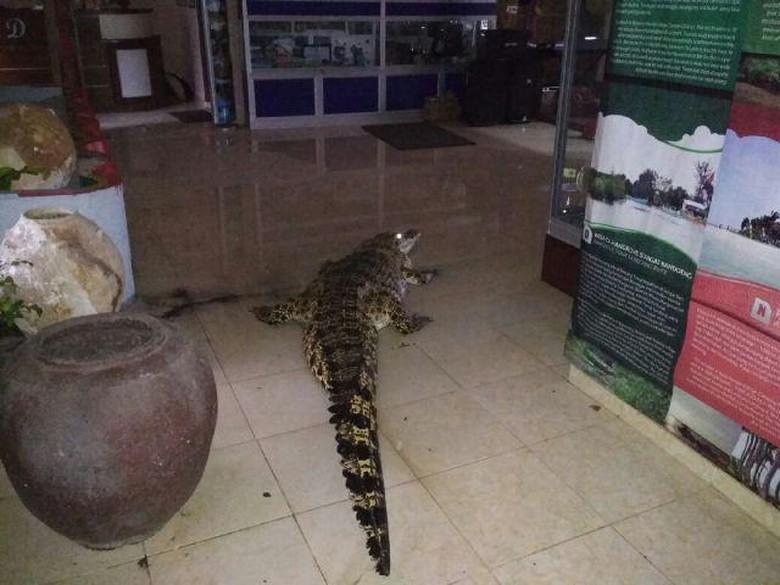 Bikin Panik! Buaya Masuk ke Kantor dan Permukiman di Belitung