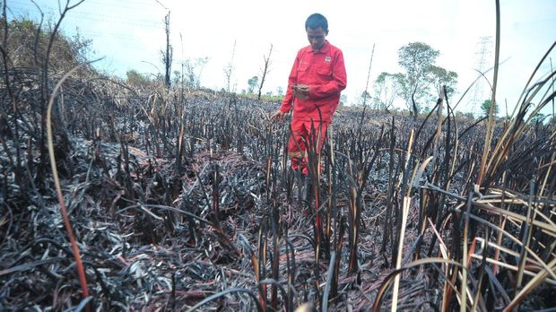 Samsung Didesak Putus Kerja Sama dengan 'Perusak' Hutan Papua