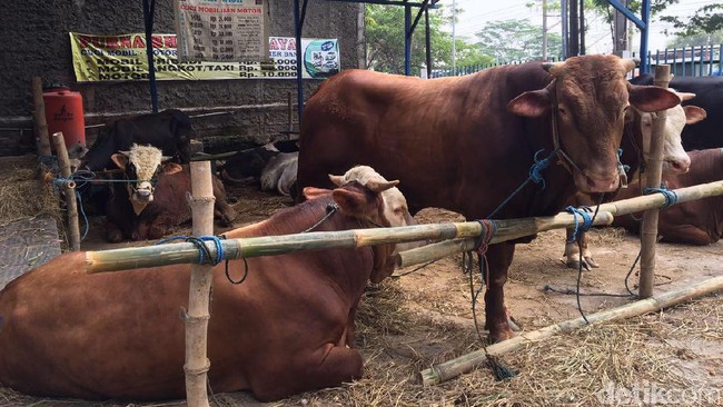 3 Minggu Jualan Hewan Kurban, Pedagang Ini Kantongi Omzet Rp 3 M