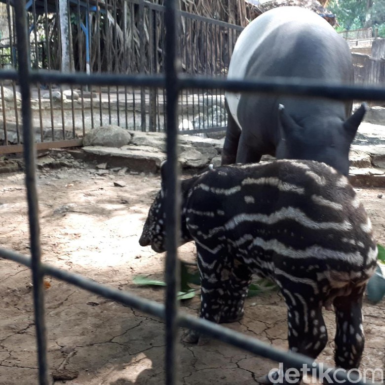 Bayi Tapir Langka Lahir di Kebun Binatang Bandung