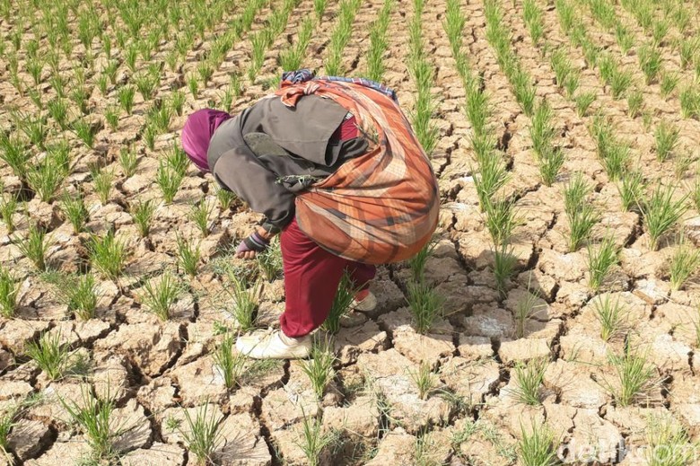 Delapan Daerah di Jabar Siaga Darurat Kekeringan