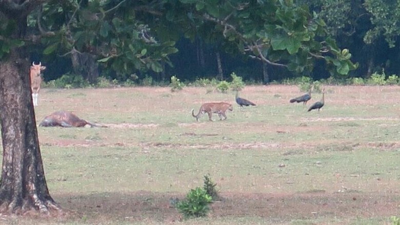 Foto Diduga Harimau Jawa Terlihat di Taman Nasional Ujung Kulon