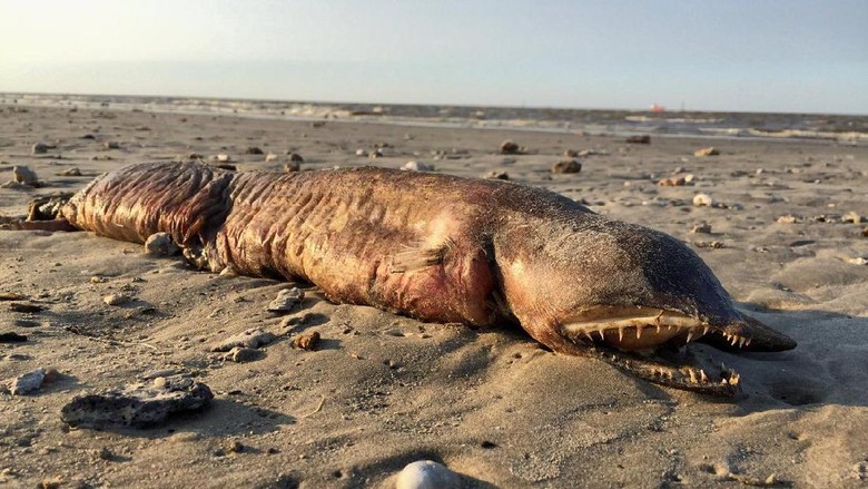 Ngeri! Makhluk Misterius Muncul dan Terdampar di Pantai Texas