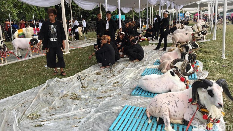 Minggu Pagi, Jokowi Hadiri Jambore Peternak Kambing di Cibubur