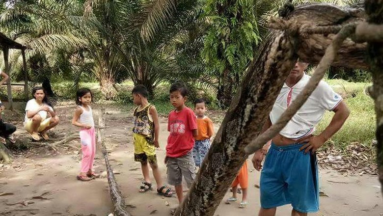 Bagai Film 'Anaconda', Pria Gelut Lawan Ular Piton di Riau