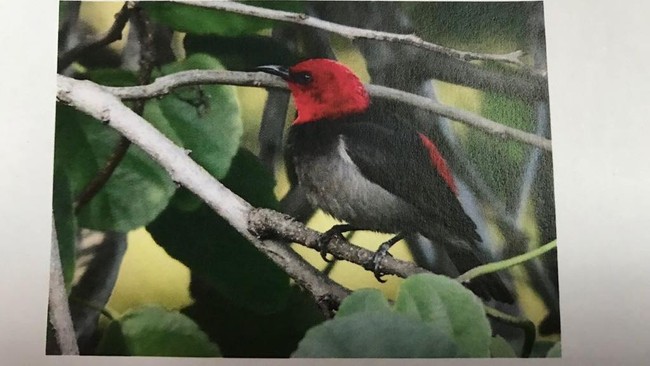Keren! Ada Spesies Burung Baru di Pulau Rote, Akan Dinamai Iriana