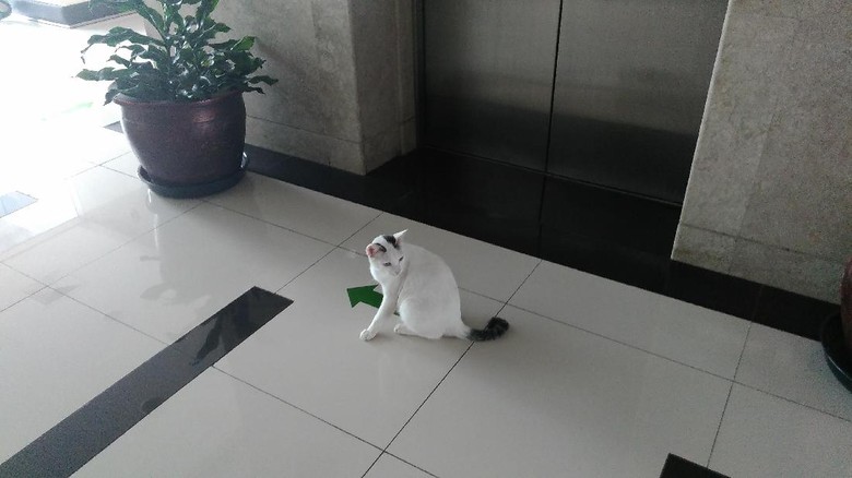 Mengikuti Shiro, Si Kucing Penunggu Gedung DPR