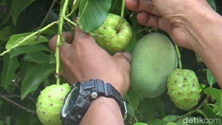 Aneh, Pohon Mangga di Kota Probolinggo ini Berbuah Mengkudu