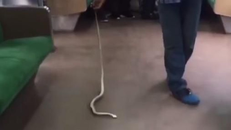 Penumpang Commuter Line Heboh, Ada Ular di Gerbong Kereta!