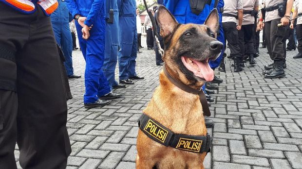 4 Anjing K-9 Siap Bantu Pencarian Korban Bencana