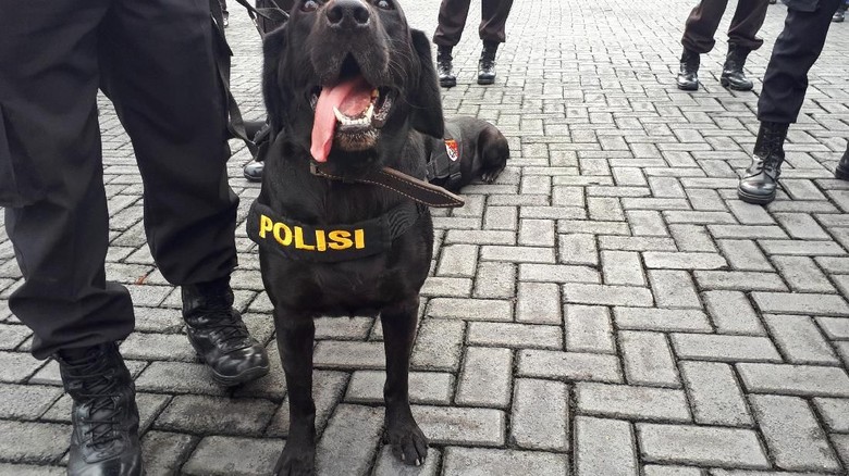 4-anjing-k-9-siap-bantu-pencarian-korban-bencana