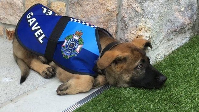 Anjing 'Putus Sekolah' Ini Kini Jadi Kesayangan di Kediaman Gubernur