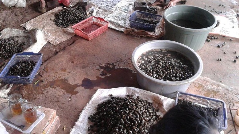 Mau Bisnis Keong Sawah? Segini Modalnya