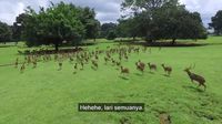 Jokowi Nge-Vlog: Beri Makan Rusa hingga Naik Kuda Istana