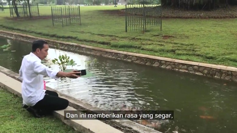 Jokowi Nge-Vlog: Beri Makan Rusa hingga Naik Kuda Istana