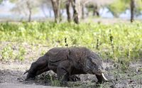 Taman Nasional Komodo Surga Dunia  Milik Indonesia KASKUS