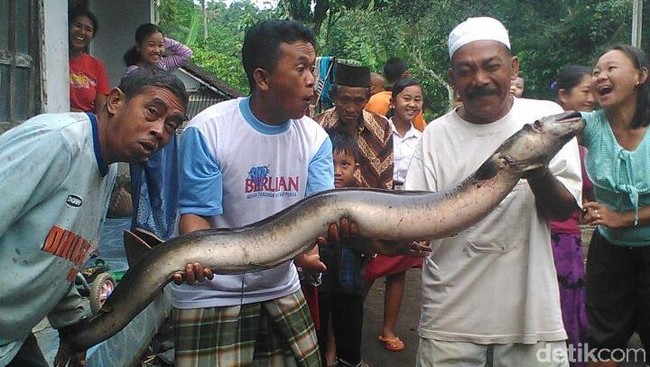 Wow... Warga Jember Temukan Belut Raksasa Seberat 20 Kg