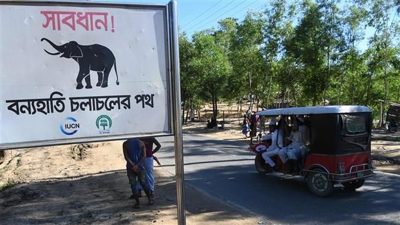tragis-10-pengungsi-rohingya-tewas-diserang-gajah-di-bangladesh