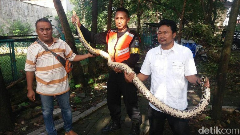 Ular Sanca 3 Meter Sembunyi di Saluran Air Rumah Warga Surabaya