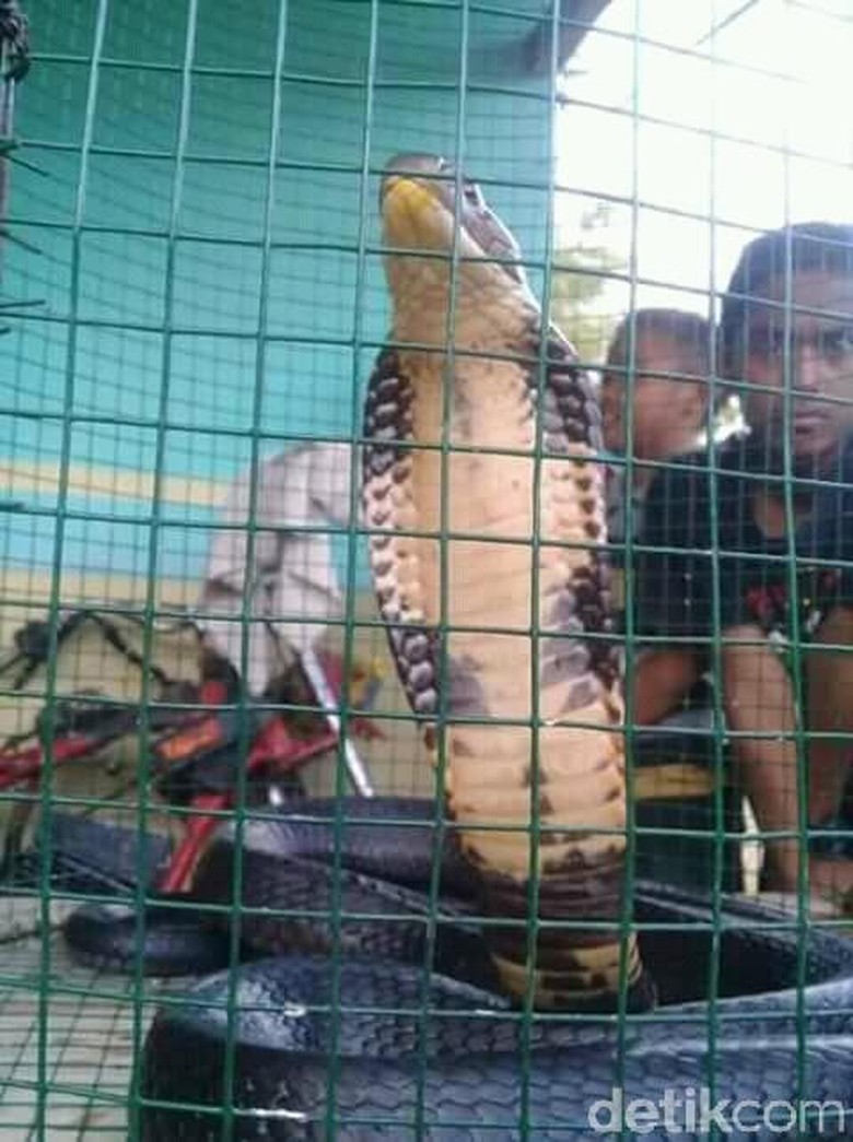 King Kobra Sepanjang 2 Meter Gegerkan Warga Gorontalo