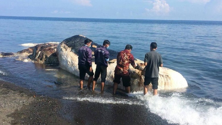 paus-sperma-yang-terdampar-di-pantai-buleleng-bali-berbobot-10-ton