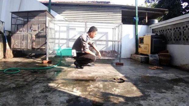 Biawak Brigadir Fian yang Gaul, Diajak Makan di Kafe &amp; Berenang ( biawak cantik)