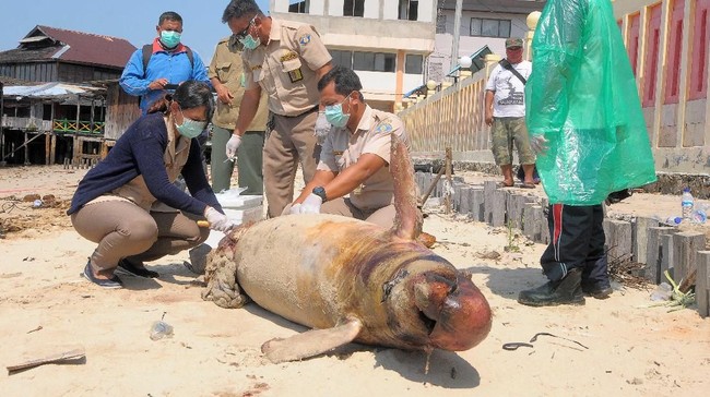 Minyak Tumpah di Teluk Balikpapan Akibat Patahnya Pipa Pertamina