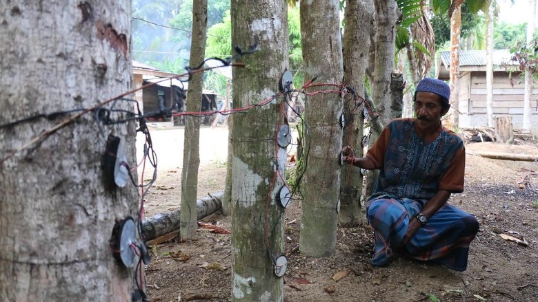 Dulu Bikin Heboh, Listrik Pohon Kedondong Kini Tinggal Cerita