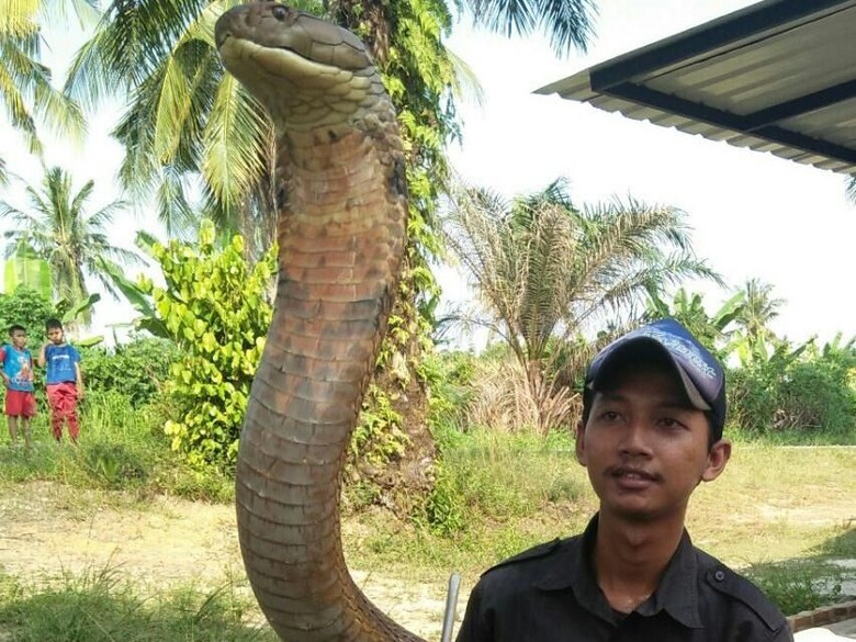 Mahasiswa di Riau Pelihara King Kobra Panjang 4 Meter