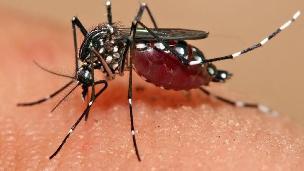 Benarkah Warna Gelap Dapat Memancing Kehadiran Nyamuk?